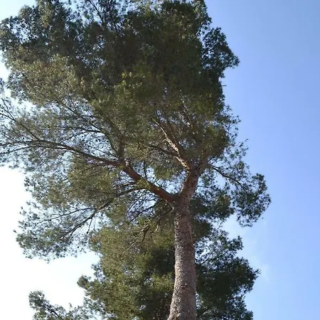 La Rocaille *